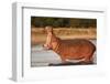 Hippopotamus Yawning-Michele Westmorland-Framed Photographic Print