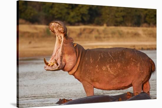 Hippopotamus Yawning-Michele Westmorland-Stretched Canvas