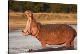 Hippopotamus Yawning-Michele Westmorland-Stretched Canvas