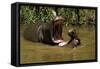 Hippopotamus Young Playing in Water Practising-null-Framed Stretched Canvas
