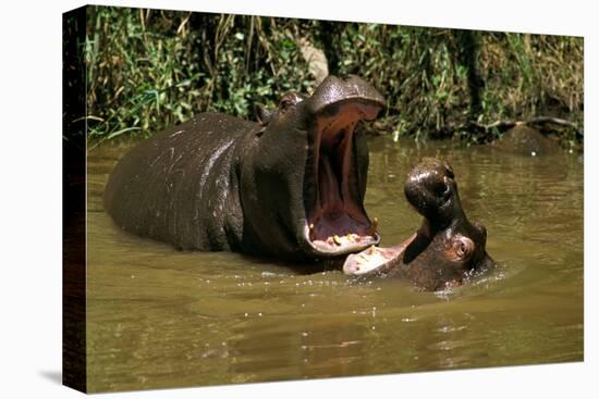 Hippopotamus Young Playing in Water Practising-null-Stretched Canvas