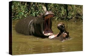 Hippopotamus Young Playing in Water Practising-null-Stretched Canvas