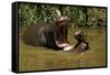 Hippopotamus Young Playing in Water Practising-null-Framed Stretched Canvas