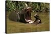 Hippopotamus Young Playing in Water Practising-null-Stretched Canvas