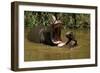 Hippopotamus Young Playing in Water Practising-null-Framed Photographic Print