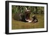 Hippopotamus Young Playing in Water Practising-null-Framed Photographic Print
