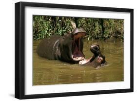 Hippopotamus Young Playing in Water Practising-null-Framed Photographic Print