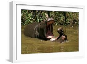 Hippopotamus Young Playing in Water Practising-null-Framed Photographic Print