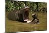Hippopotamus Young Playing in Water Practising-null-Mounted Photographic Print