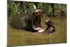 Hippopotamus Young Playing in Water Practising-null-Mounted Photographic Print