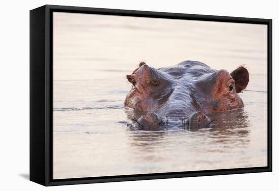 Hippopotamus-Michele Westmorland-Framed Stretched Canvas