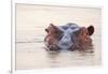 Hippopotamus-Michele Westmorland-Framed Premium Photographic Print
