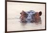 Hippopotamus-Michele Westmorland-Framed Premium Photographic Print