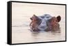 Hippopotamus-Michele Westmorland-Framed Stretched Canvas