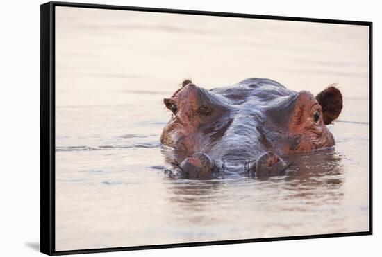 Hippopotamus-Michele Westmorland-Framed Stretched Canvas