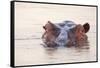 Hippopotamus-Michele Westmorland-Framed Stretched Canvas