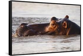 Hippopotamus-Michele Westmorland-Framed Stretched Canvas