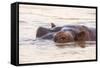 Hippopotamus-Michele Westmorland-Framed Stretched Canvas