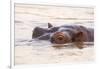 Hippopotamus-Michele Westmorland-Framed Premium Photographic Print