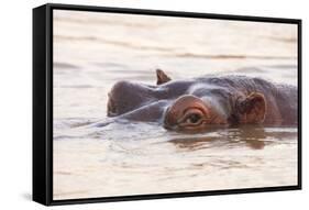 Hippopotamus-Michele Westmorland-Framed Stretched Canvas