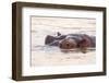 Hippopotamus-Michele Westmorland-Framed Premium Photographic Print