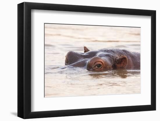 Hippopotamus-Michele Westmorland-Framed Premium Photographic Print