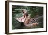 Hippopotamus-Goldquest-Framed Premium Photographic Print