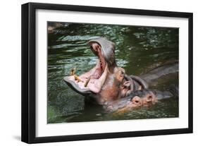 Hippopotamus-Goldquest-Framed Premium Photographic Print