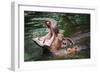 Hippopotamus-Goldquest-Framed Premium Photographic Print