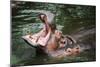 Hippopotamus-Goldquest-Mounted Premium Photographic Print