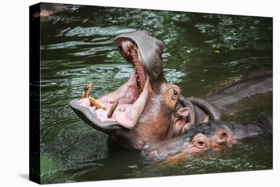 Hippopotamus-Goldquest-Stretched Canvas