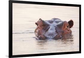 Hippopotamus-Michele Westmorland-Framed Photographic Print