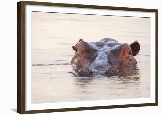 Hippopotamus-Michele Westmorland-Framed Photographic Print