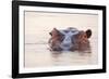 Hippopotamus-Michele Westmorland-Framed Photographic Print