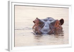 Hippopotamus-Michele Westmorland-Framed Photographic Print