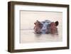 Hippopotamus-Michele Westmorland-Framed Photographic Print