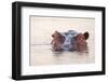 Hippopotamus-Michele Westmorland-Framed Photographic Print