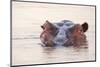 Hippopotamus-Michele Westmorland-Mounted Photographic Print