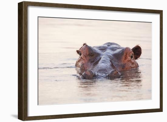 Hippopotamus-Michele Westmorland-Framed Photographic Print