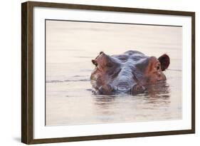 Hippopotamus-Michele Westmorland-Framed Photographic Print