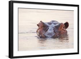 Hippopotamus-Michele Westmorland-Framed Photographic Print