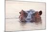 Hippopotamus-Michele Westmorland-Mounted Photographic Print
