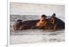 Hippopotamus-Michele Westmorland-Framed Photographic Print