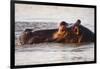 Hippopotamus-Michele Westmorland-Framed Photographic Print