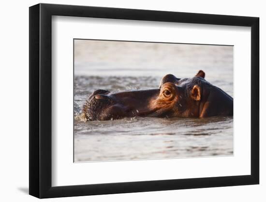 Hippopotamus-Michele Westmorland-Framed Photographic Print