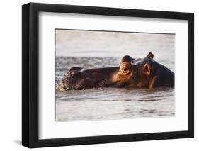 Hippopotamus-Michele Westmorland-Framed Photographic Print