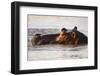 Hippopotamus-Michele Westmorland-Framed Photographic Print