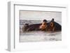 Hippopotamus-Michele Westmorland-Framed Photographic Print