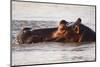 Hippopotamus-Michele Westmorland-Mounted Photographic Print