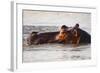 Hippopotamus-Michele Westmorland-Framed Photographic Print